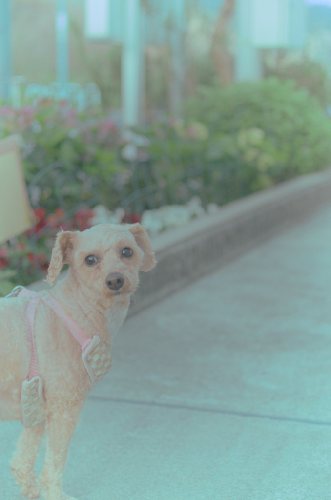 愛犬