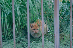 にゃんこ