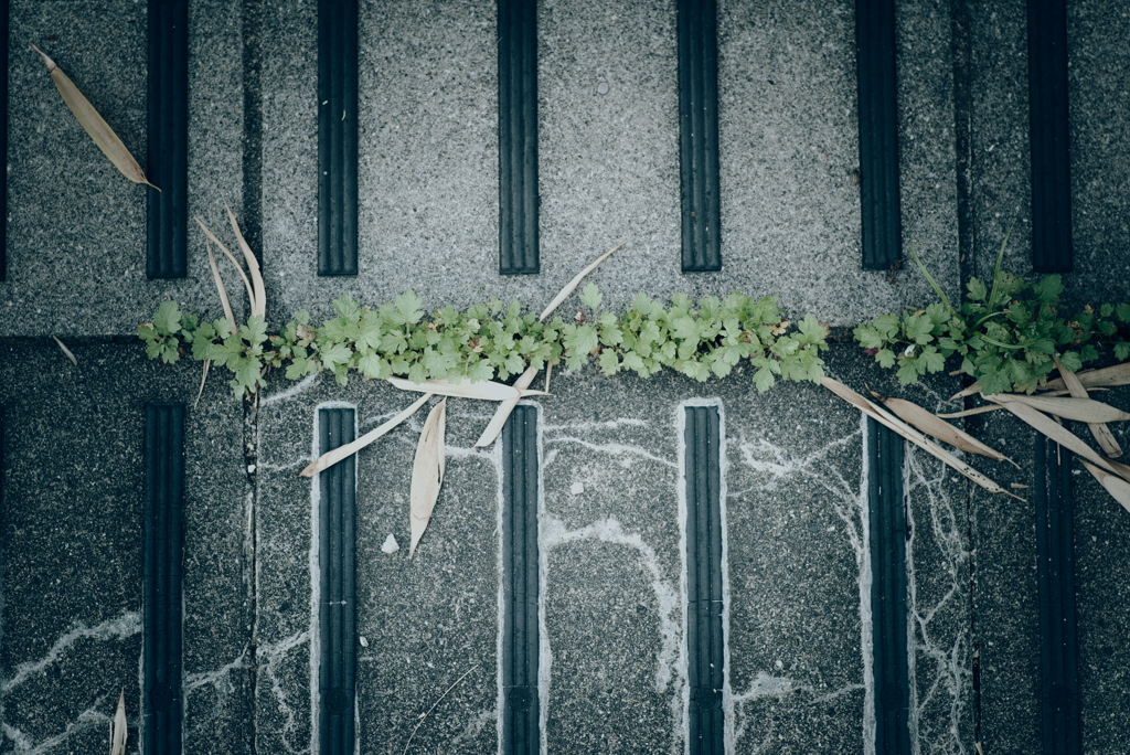お散歩中の草花