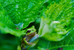 アマガエル