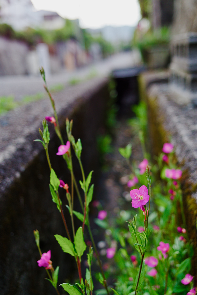 アカバナユウゲショウ