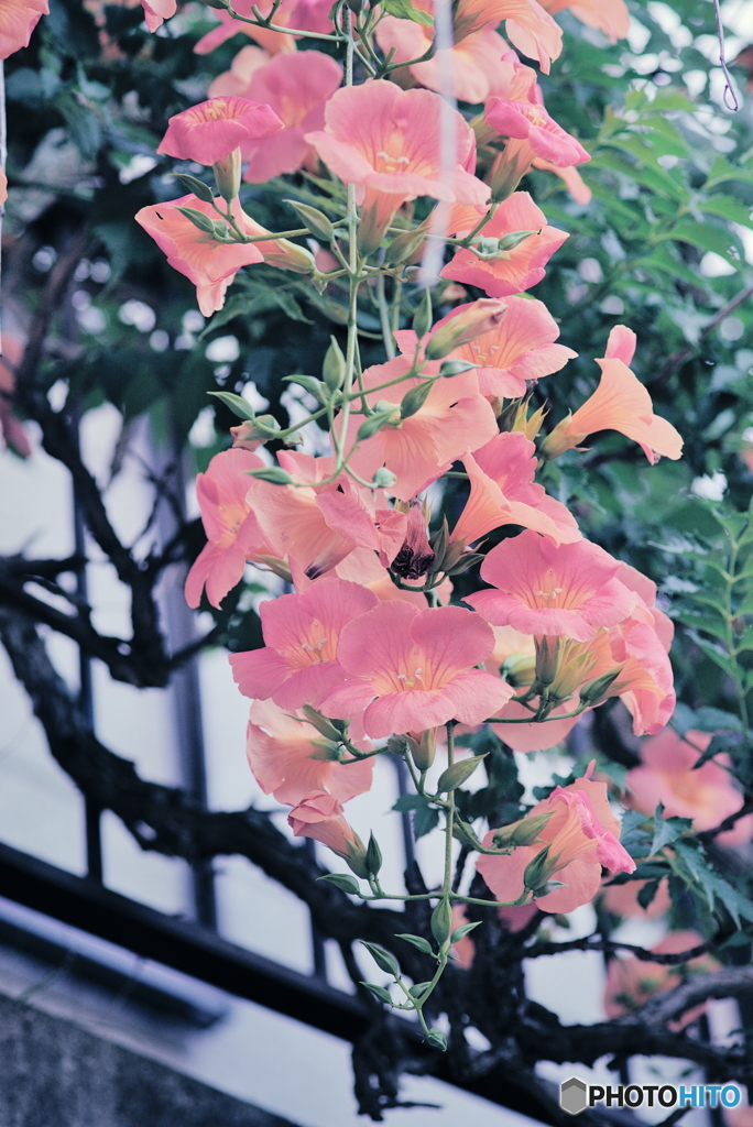 ノウゼンカズラ