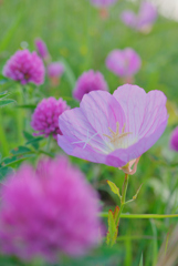 ヒルサキツキミソウ