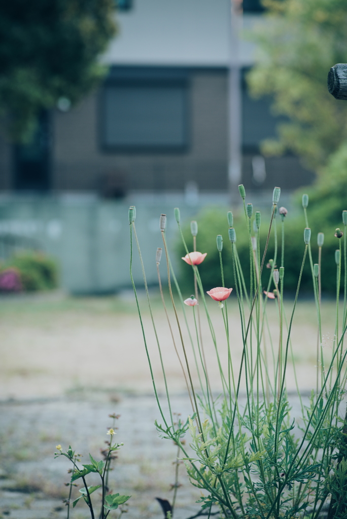 お散歩中の草花