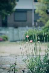 お散歩中の草花