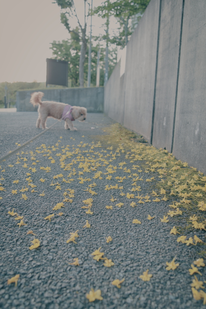 落花