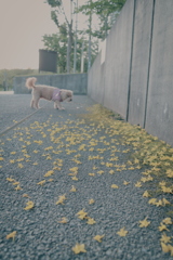 落花