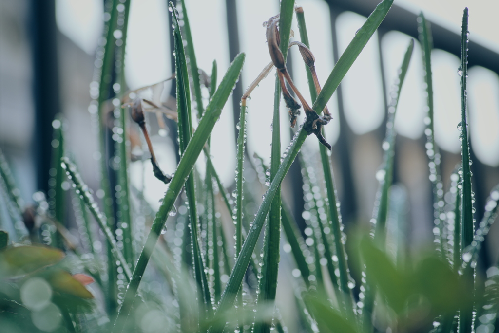 お散歩中の草花