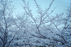 早朝のさくら