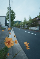 オオキンケイギク