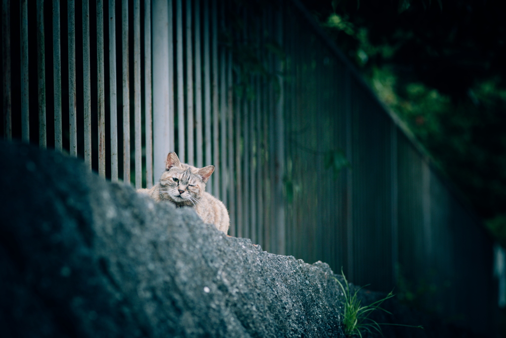 野良にゃんこ