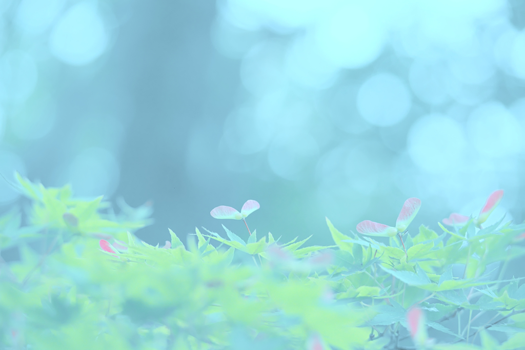 もみじの実