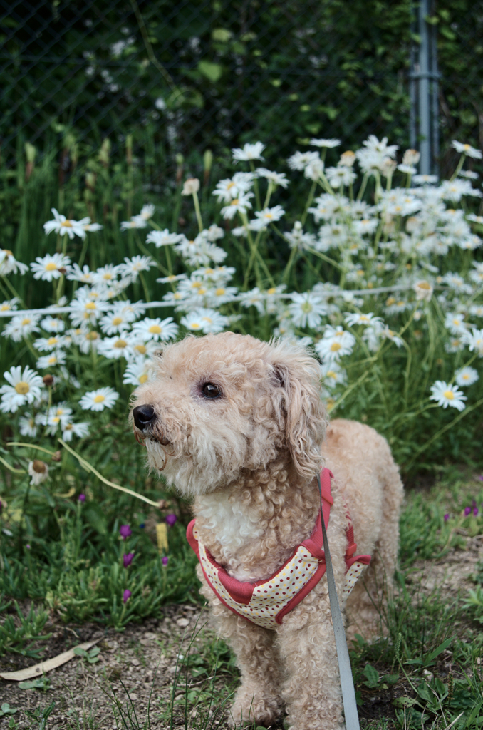 愛犬
