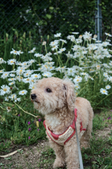 愛犬