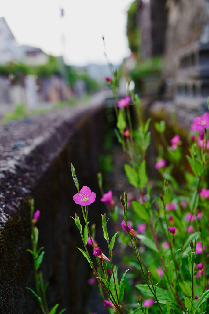 アカバナユウゲショウ