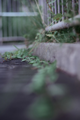 散歩道の草花