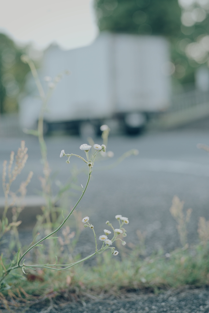 お散歩中の草花