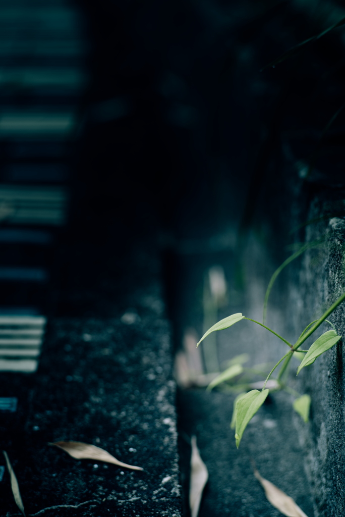 お散歩中の草花