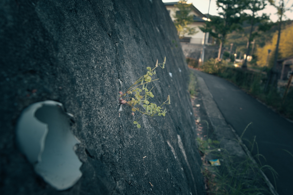 散歩道の草花