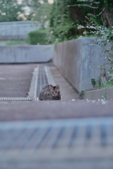 野良にゃんこ