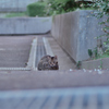 野良にゃんこ