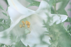 ユリ