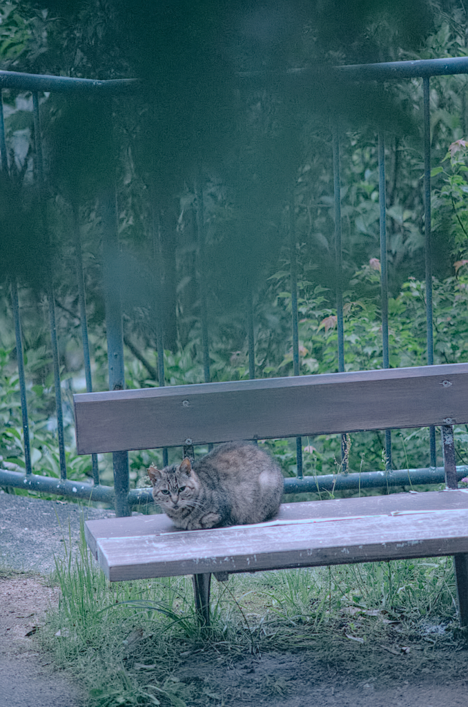 にゃんこ