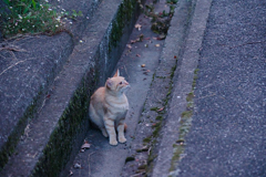 野良にゃんこ