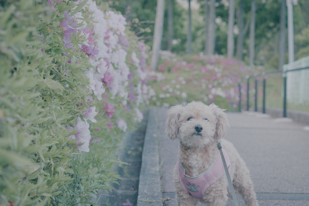 愛犬とつつじ