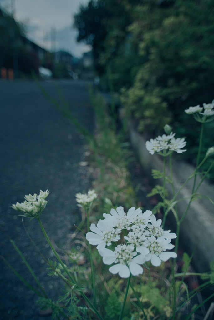 路肩の草花