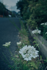 路肩の草花