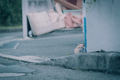 野良にゃんこ