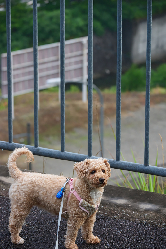 愛犬