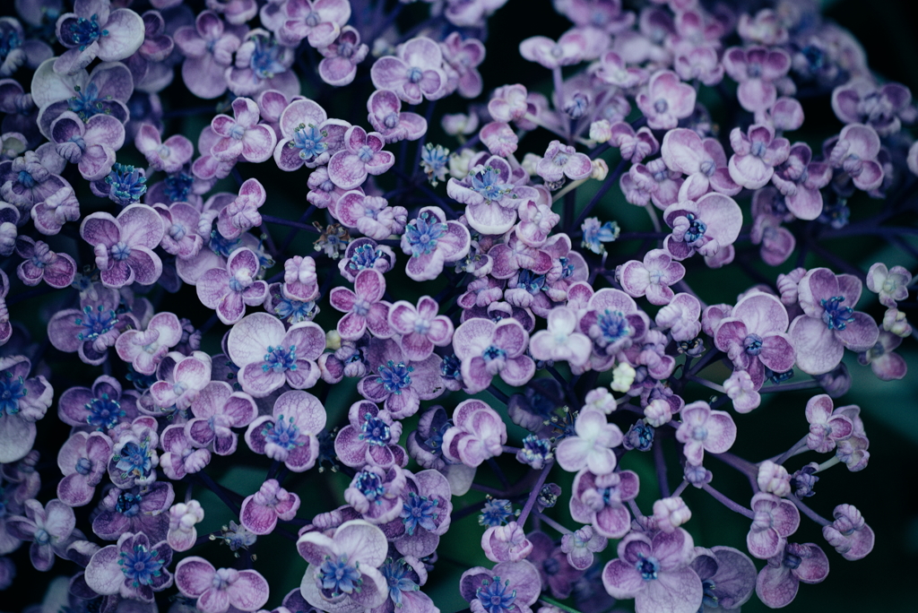 紫陽花