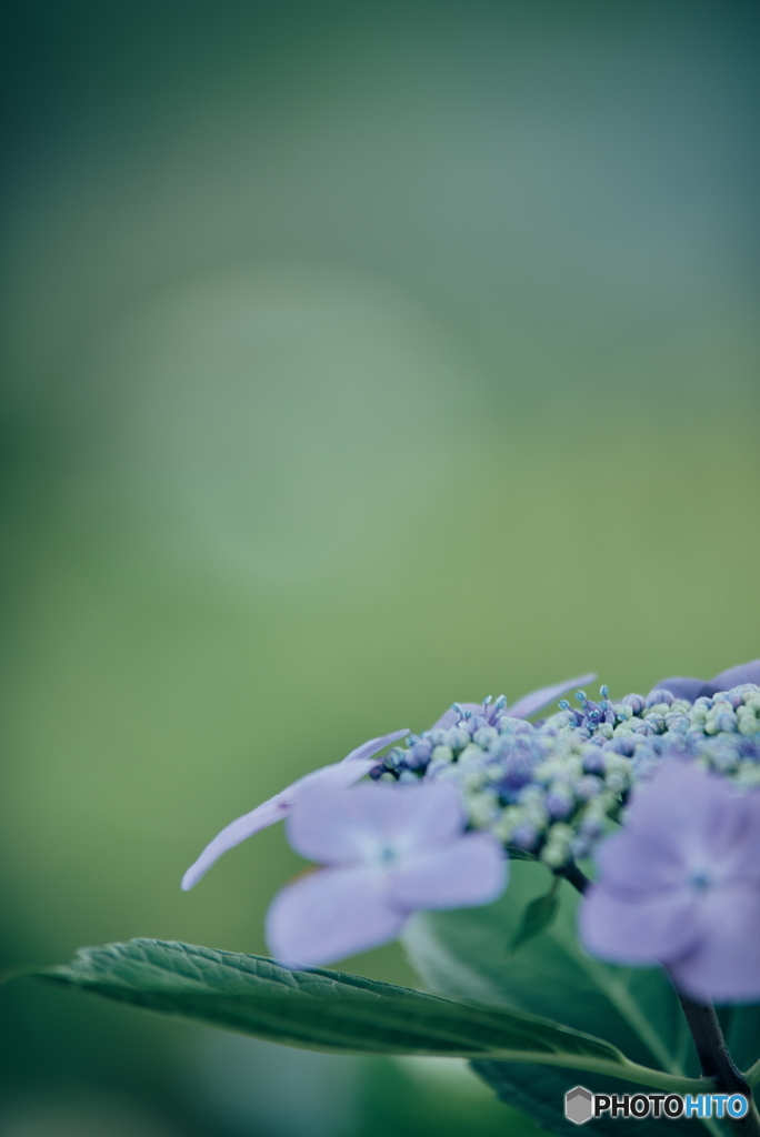 紫陽花