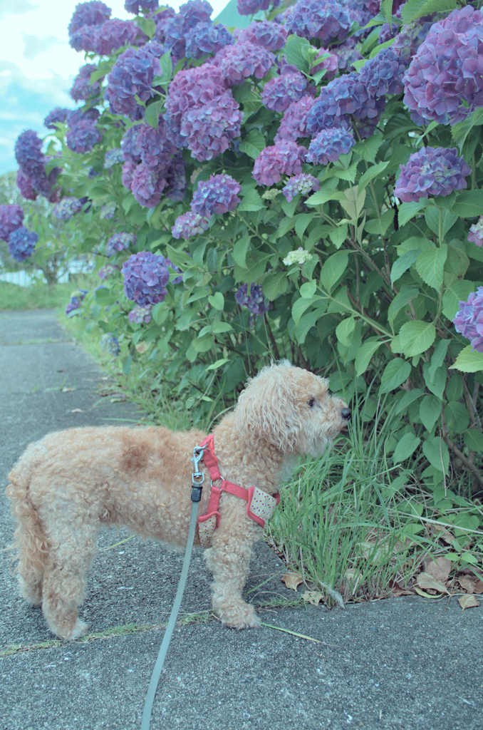 愛犬
