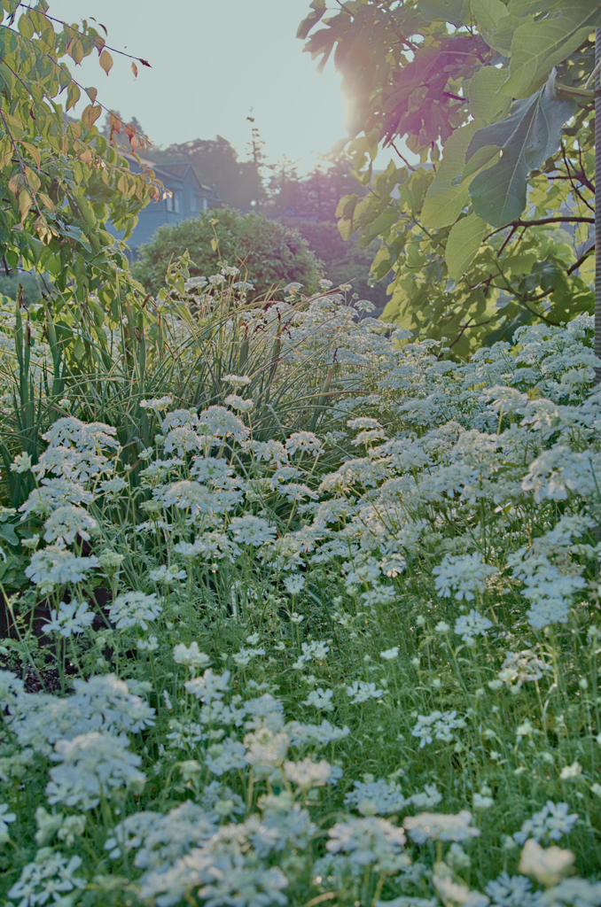白い花