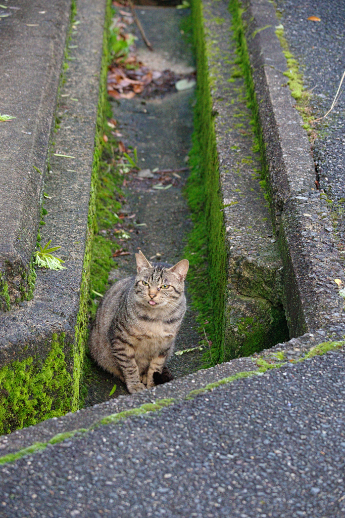 野良にゃんこ