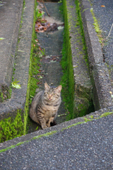 野良にゃんこ