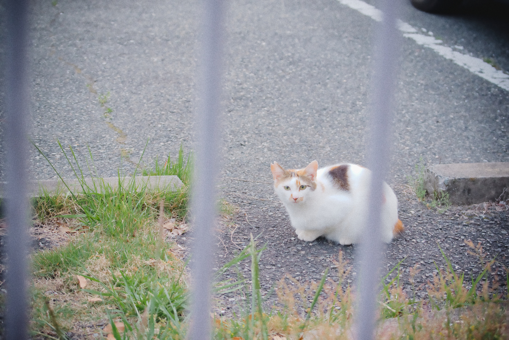 野良にゃんこ