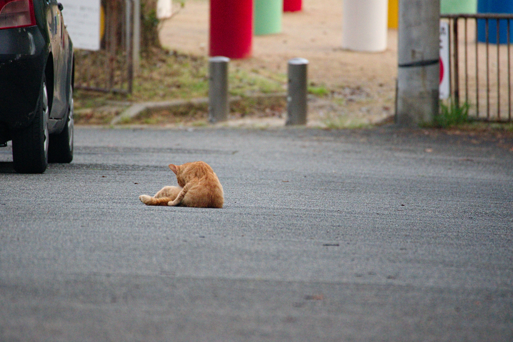 野良にゃんこ