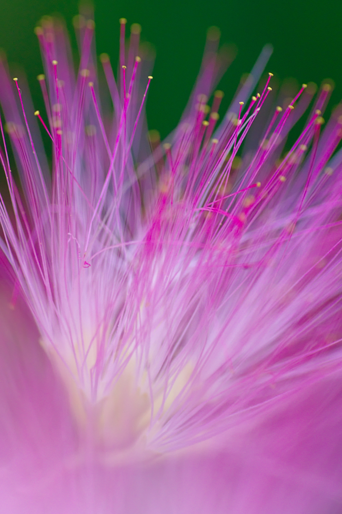 ネムの花