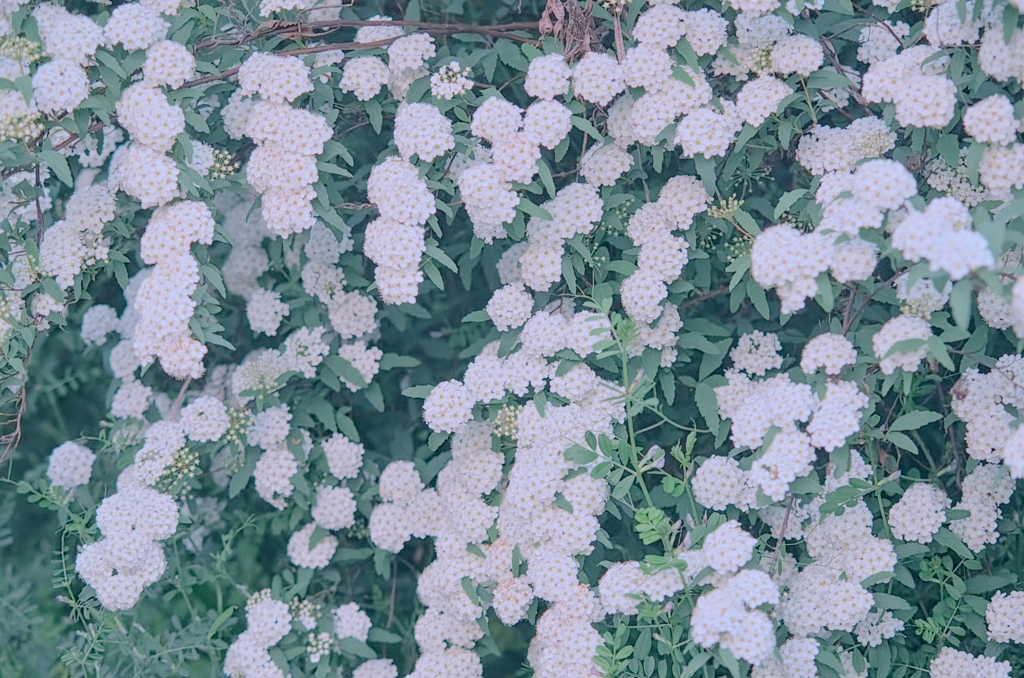 コデマリ