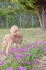 愛犬