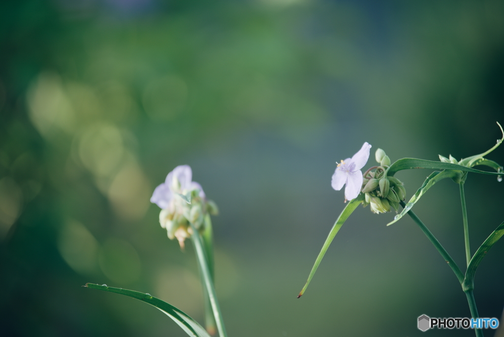 ムラサキツメクサ