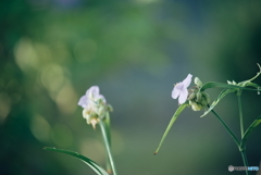 ムラサキツメクサ