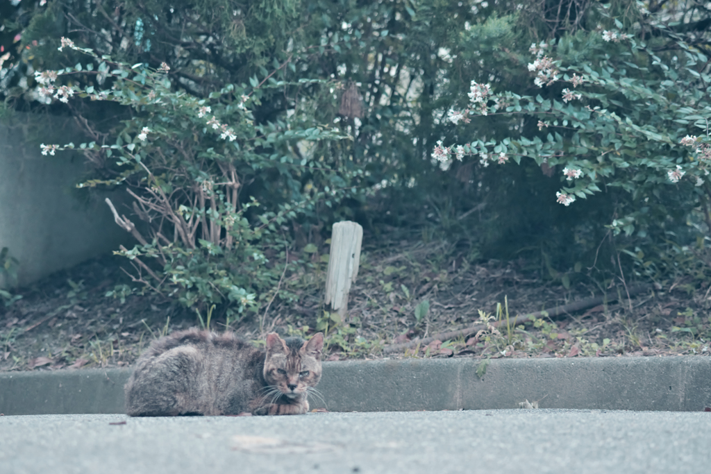 野良にゃんこ
