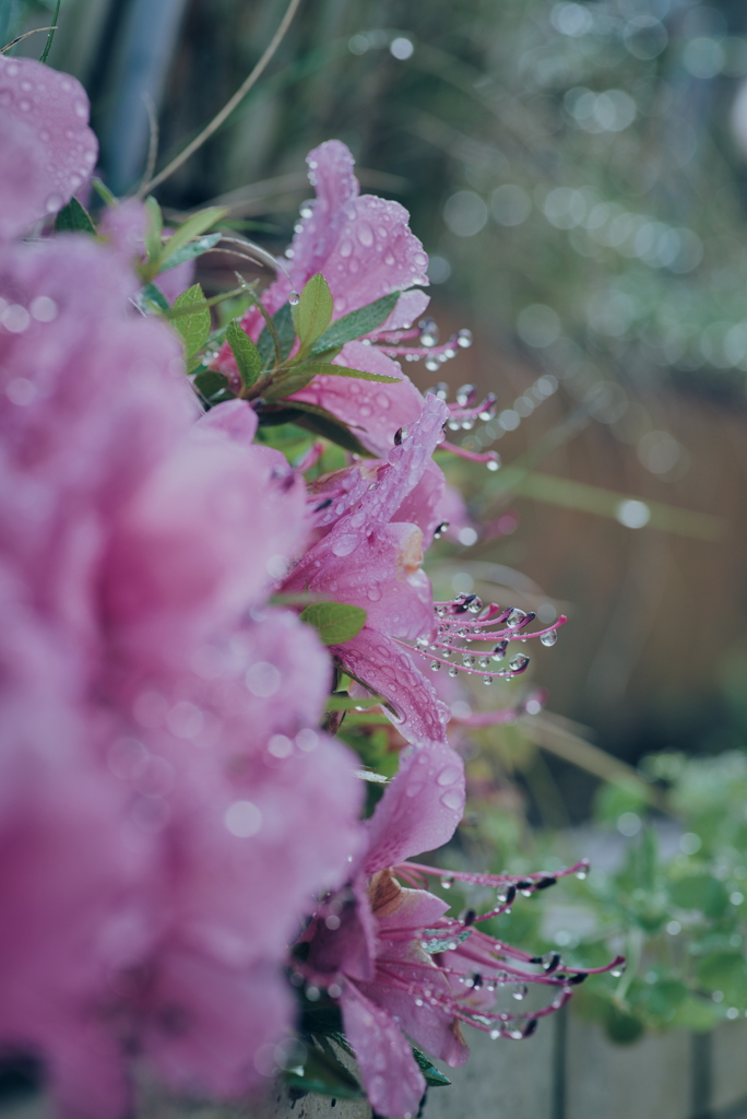 雨上がりのツツジ