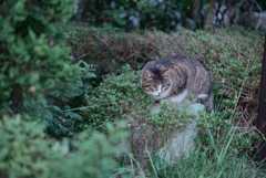 野良にゃんこ