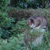野良にゃんこ